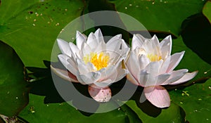 Twin water Lilies and Lily Pads