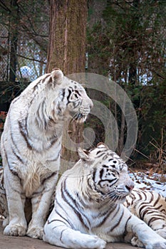 Twin white tigers