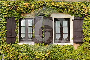 Twin windows surrounded by ivy. Chenonceau. France