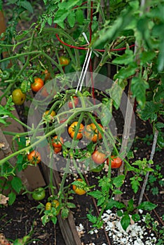 Twine and red tomato cage hold a heavy load abundance of ripe and green tomatoes fruits on plant branch broken after rain storm at