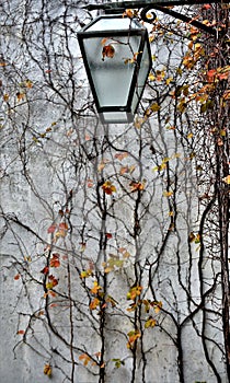 Twiner and lantern on the stone wall