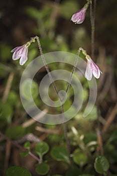 Twinflower or Linnaea borealis in Caledonian Forest in the Highlands of Scotland.