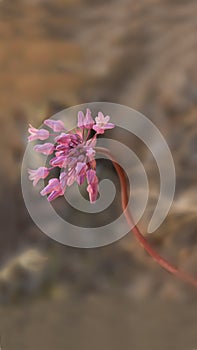 Twining snakelily wildflower in nature