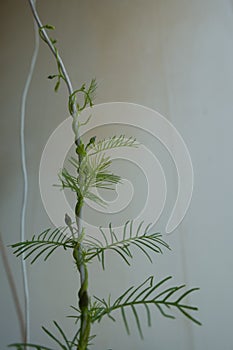 Twining vine of Ipomoea quamoclit with deeply lobed leaves and flower buds