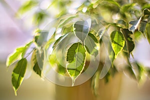 Twinkling lights vivid color blurred bokeh spring from fig leaf