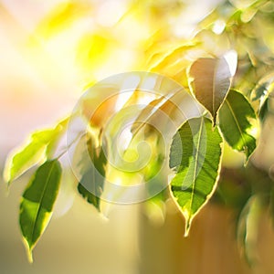 Twinkling lights vivid color blurred bokeh spring from fig leaf