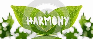 Twinned green leaves with the word - Harmony