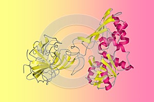 Twinning in crystals of human skeletal muscle d-glyceraldehyde-3-phosphate dehydrogenase. Ribbons diagram. Rendering