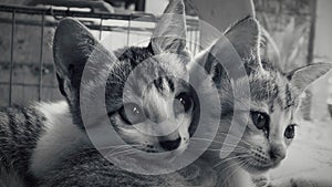 twins with different views