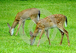Twins having a snack in Washington Oaks State Park photo
