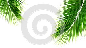 Twins palms leaf isolated on white background.