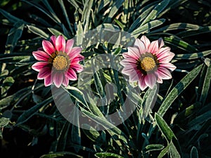 Twins Pink Striped White Treasure flowers Blooming