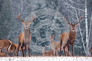 Twins.Stunning Image Of Two Deer Male Cervus Elaphus Against Winter Birch Forest And Fuzzy Silhouettes Of The Herd: One Stag C