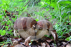 Twins, two nice specimen of Summer Bolete