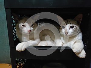 Twins white cat