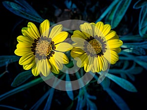 Twins Yellow Gazania flower Blooming