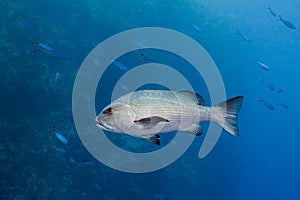 Twinspot snapper Lutjanus bohar side view of large silver fish