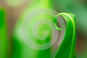 Twirl Fern leaf for green