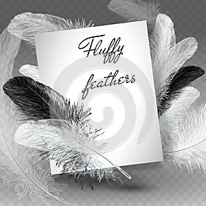 Twirled realistic feathers isolated on a transparent background. Easy style, can be used in flyers, banners, a web. Elements for d