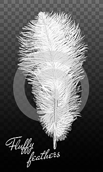 Twirled realistic feathers isolated on a transparent background. Easy style, can be used in flyers, banners, a web. Elements for d