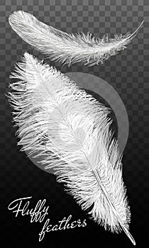 Twirled realistic feathers isolated on a transparent background. Easy style, can be used in flyers, banners, a web. Elements for d