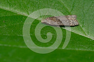 Twirler Moth - Genus Anacampsis