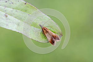 The Twirler moths or also known as Gelechiid moth on leaf