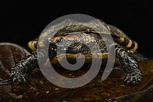 Twist-necked turtle (Platemys platycephala)