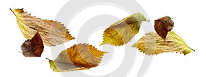 Twisted autumn ash leaves flying in the wind isolated on white background