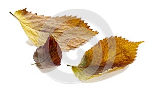 Twisted autumn ash leaves isolated on white background