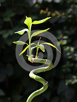 Twisted bamboo