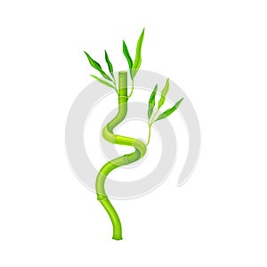 Twisted Bamboo Hollow Stem and Green Foliage Vector Illustration