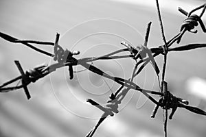 Twisted barb wire spikes in grayscale