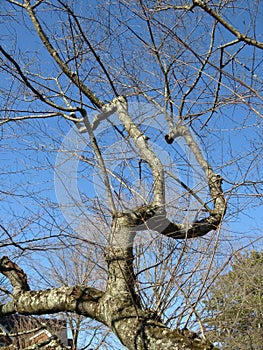 Twisted Bare Cherry Blossom Tree in January