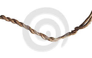 Twisted big jungle vines of wild morning glory liana plant isolated on white background, clipping path included.