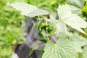 Twisted blackcurrant leaves