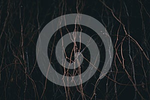 Twisted Branches in Darkness