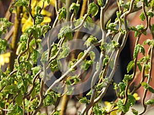 The twisted branches of elms photo