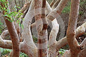 Twisted branches of gum tree Australian nature