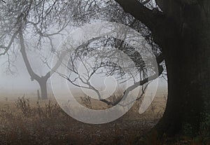 Twisted branches of old oak tree in the fog