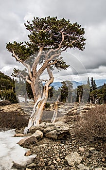 Twisted bristlecone pine trees in the Mt. Evans wilderness area