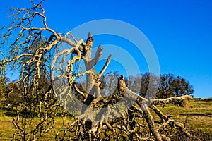 Twisted Broken Branches on Oak Tree