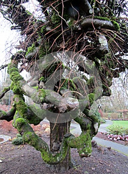 Twisted Camperdown Elm tree branches covered with moss photo