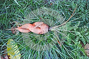 Twisted carrots on the grass