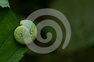 Twisted caterpillar