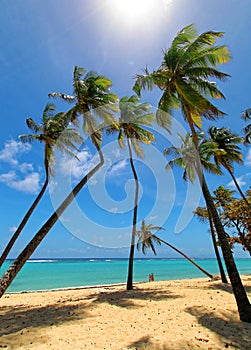 Twisted Coconuts in Capesterre