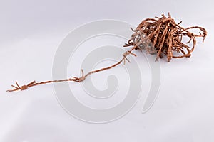 Twisted Copper Barbed Wire loosely in coil on white background