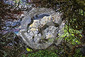 Twisted Cypress Bark with Colorful California Rocks and Sea