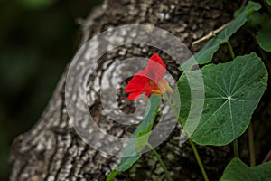 Bright orange wild nasturtium flower against the blurred tree bark at Lands End trail with the Bay in the background San Francisco