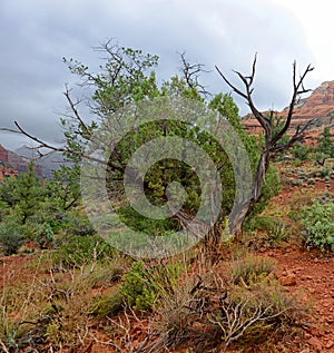 Twisted cypress tree at sedona vortex